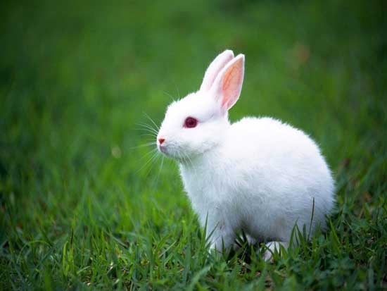 兔子养殖的市场前景_360问答