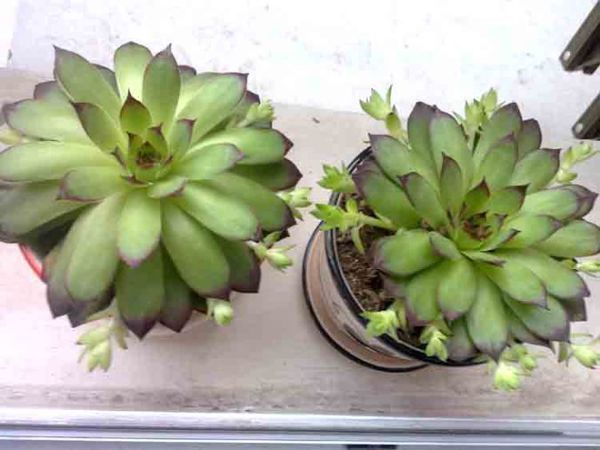 这个多肉植物叫什么_360问答