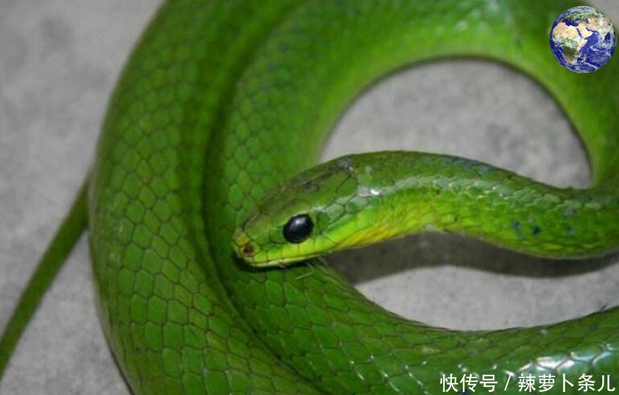 美丽的翠青蛇,看起来就像是翡翠做的一样