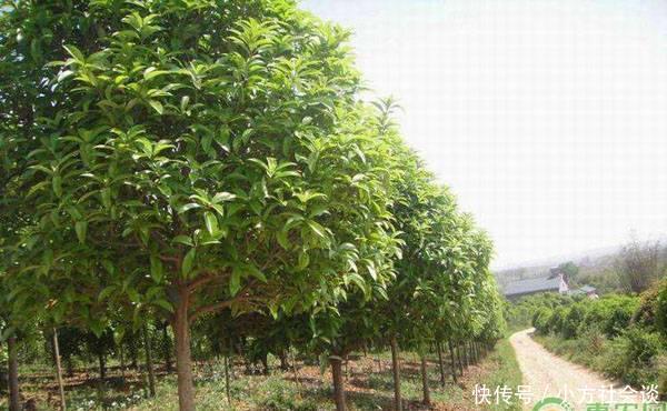 桂花树多少钱一棵