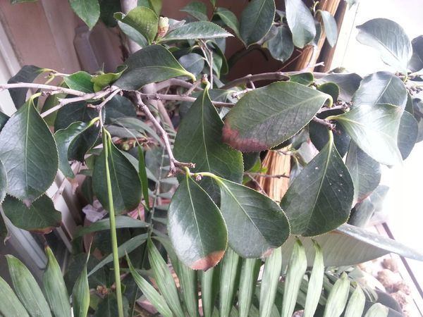 我家山茶花品种白天鹅叶子从叶尖慢慢向上枯萎