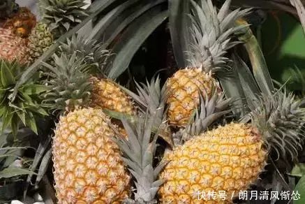 菠萝和凤梨你还傻傻分不清楚吗?