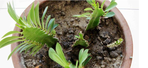 龙骨花的养殖方法修剪