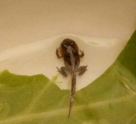 为什么蝌蚪自从它长出四只脚之后就什么东西都