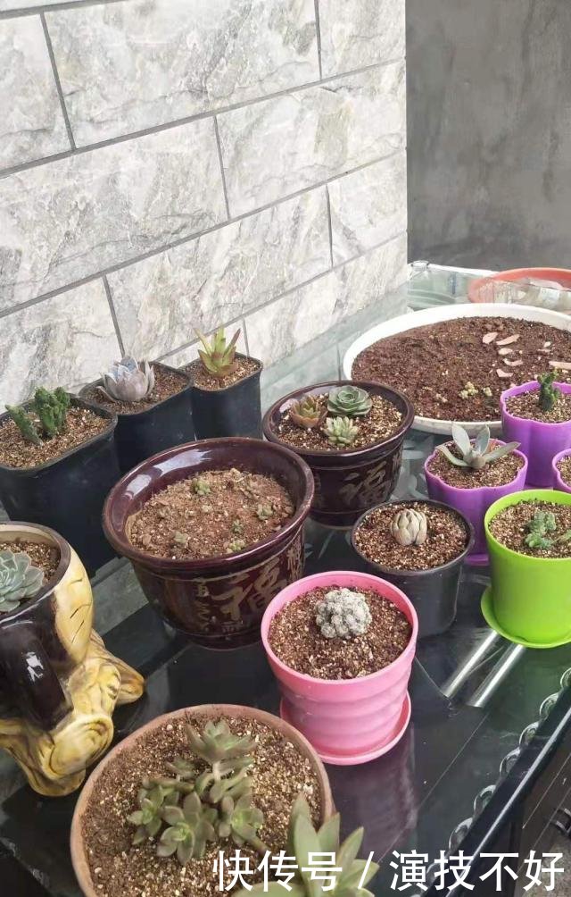 拒绝别墅,蜗居俩回农村夫妻修3层小老家,漂亮别墅种啥树适合门口图片