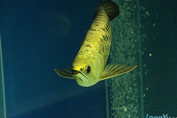 金头过背金龙鱼_360问答