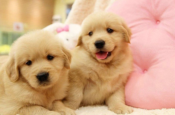 金毛和哈士奇哪个好_360问答