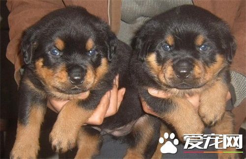 罗威纳犬智商 狗类智商排名中它排第九_360问