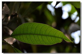 芒果树的叶子是什么形的 拍看网