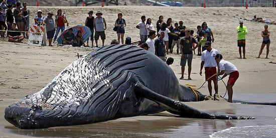 14米长座头鲸搁浅死亡 曾喷出彩虹