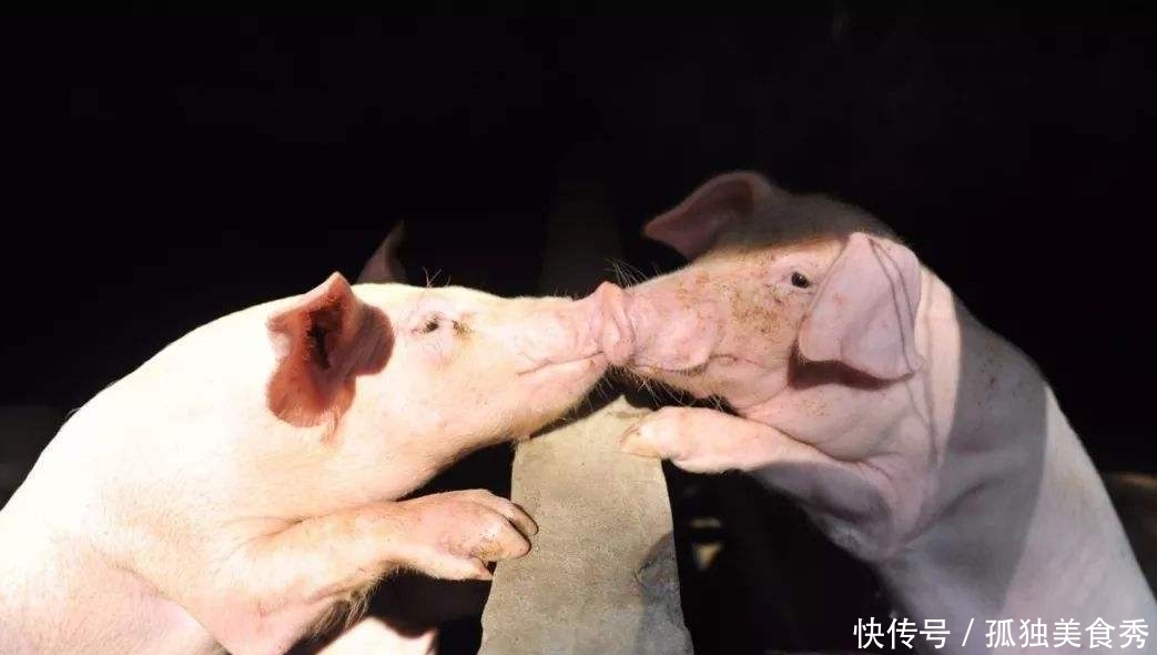 农村过年杀猪不直接杀,非要对着吹口气再杀,这是为啥? 农村过年杀猪不直接杀,非要对着吹口气再杀,这是为啥?