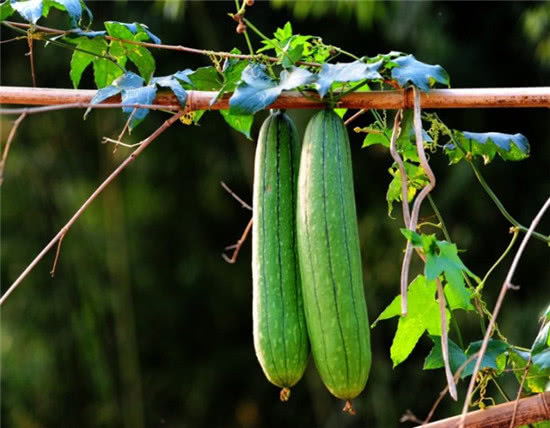 农村这种植物，全身都是宝，城里人下乡收购，每斤卖到20元