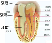 龋齿,吃东西时有时会牙痛,这是损伤了牙齿的( 