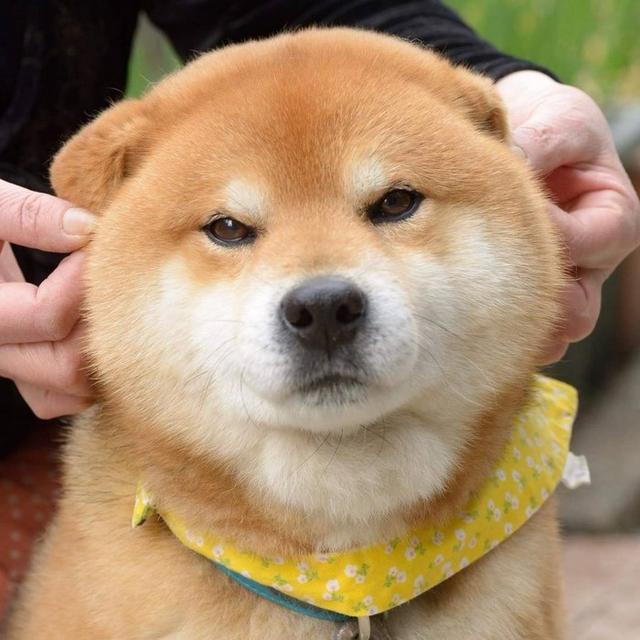火了!这只日本柴犬贡献了一整套表情包,粉丝比你多得多