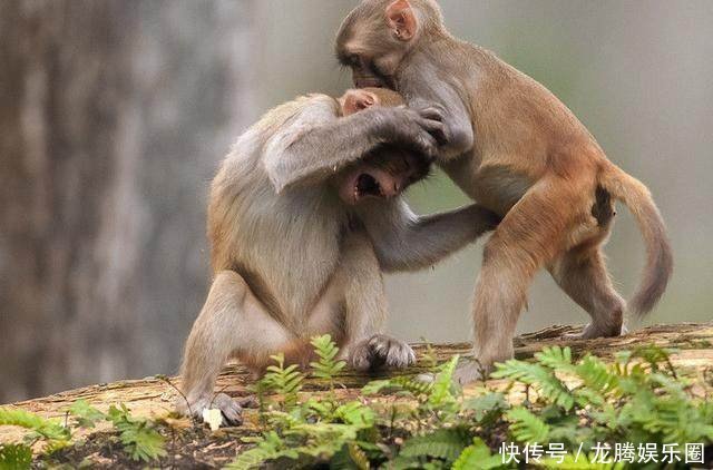 小猴犯错,母猴教训小猴子,这小猴子一脸的不高
