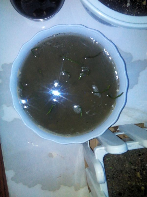 这样种碗莲可不可以_360问答