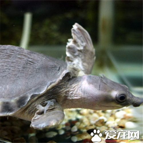 猪鼻龟是什么龟 猪鼻龟更像是一只鳖_360问答