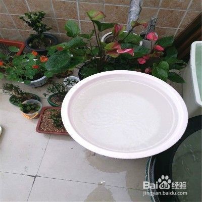 怎么給魚缸消毒呢（怎么給魚缸消毒呢視頻）