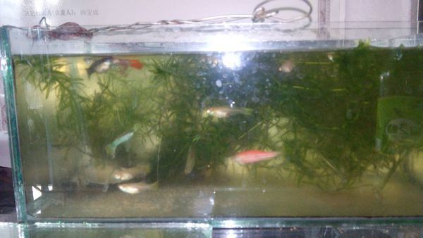 一平方米的超白玻璃可以做多大的鱼缸?