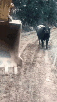 爆笑gif: 捕捉到一颗万花丛中最耀眼的星! - 360娱乐