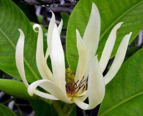 白兰花叶子下垂为什么_360问答