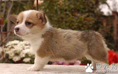 狗狗患有良性前列腺增生怎么办 需要及时做结