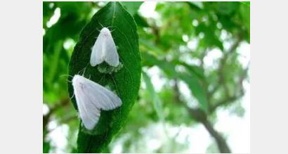 长江大桥能否松绑单双号限行 官方回应:待月湖