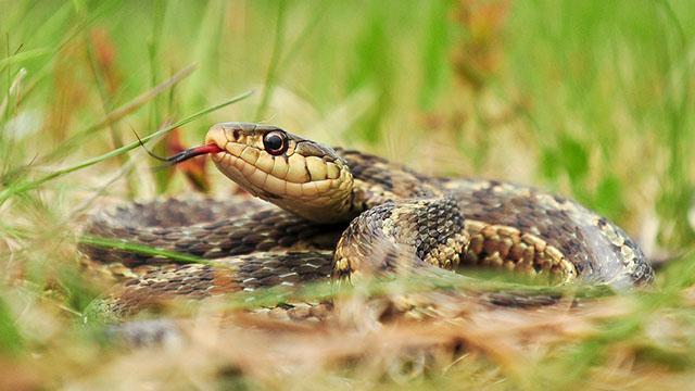 解析梦境,早上凌晨梦见两只手腕被两条蛇咬的深层含义 解析梦境,早上凌晨梦见两只手腕被两条蛇咬的深层含义