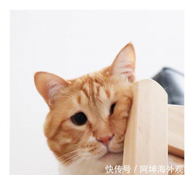 有一只橘猫算了关键,胖也就走红,网络圣诞你了表情包礼物求是还长着图片