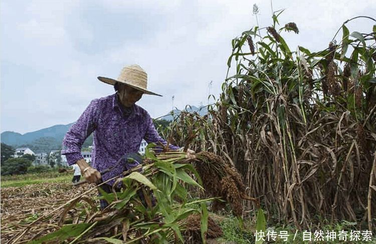 这个地方的农民靠种植一种有机作物，每年就能获得5.4亿元收入