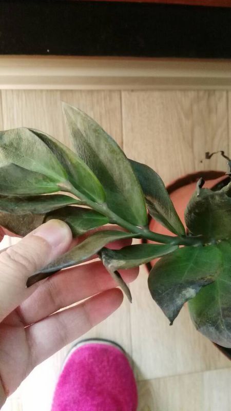 金钱树有一个偏枝的叶子怎么发褐色,整个枝条