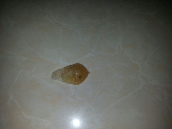 多肉白牡丹的叶子变得软了,看着要烂了,怎么回