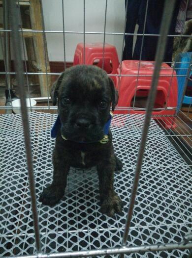 这小狗是卡斯罗吗_360问答