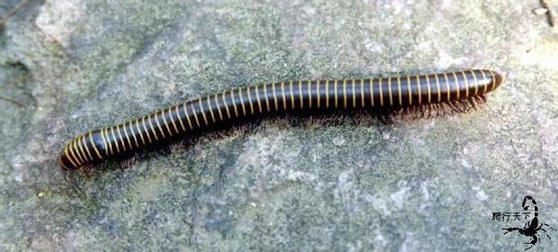 蜈蚣是一种不贪钱的昆虫猜一成语_一图一成语猜答案大全