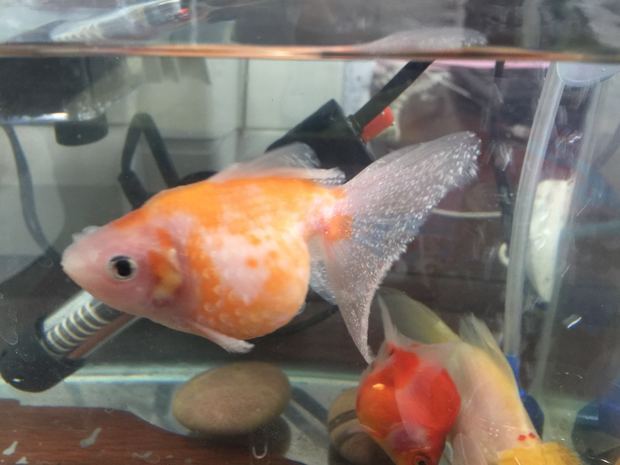 珍珠鱼金鱼身上长白点,加了海盐,温度调至28度