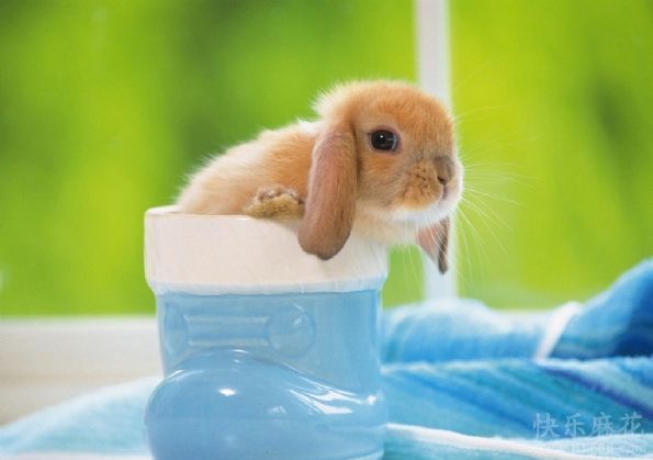 很可爱很可爱的小兔子图片,谢谢!_360问答