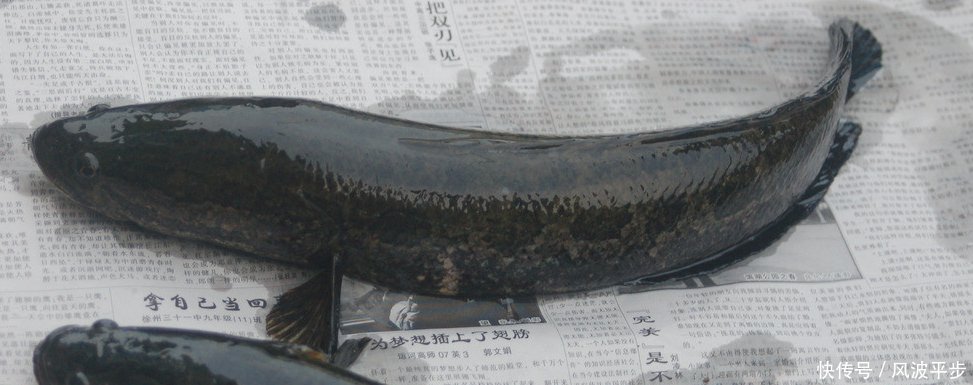 这些淡水鱼之王口感鲜嫩,营养价值高,哪个才