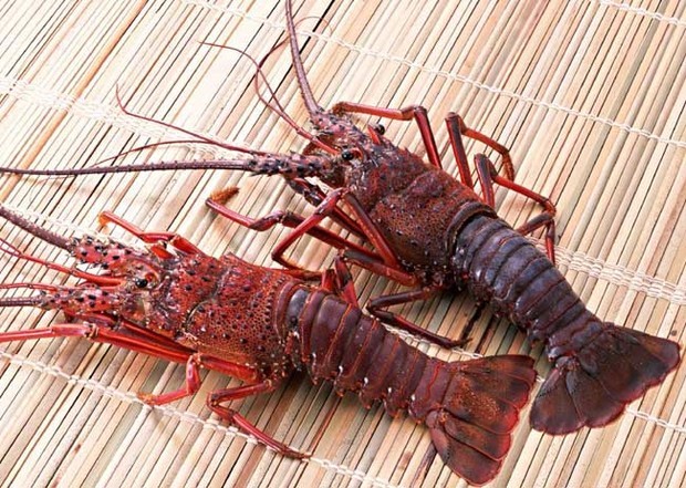 小龙虾养殖基地建设_360问答