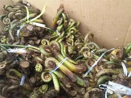 流口水!德宏这些野菜里,藏着春天的味道!