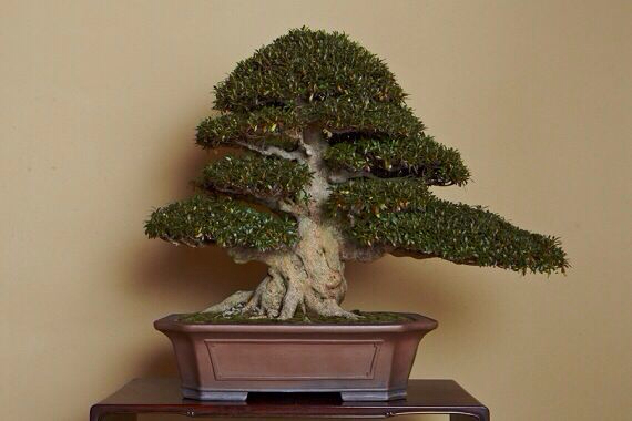 我在日本想在日本搞盆景,请问都需要什么条件