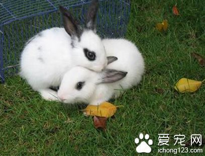 兔子能吃什么草 淀粉含量过高食物少吃_360问
