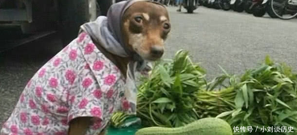 狗狗穿着花衣服卖菜有小窍门,天天都能卖完,路
