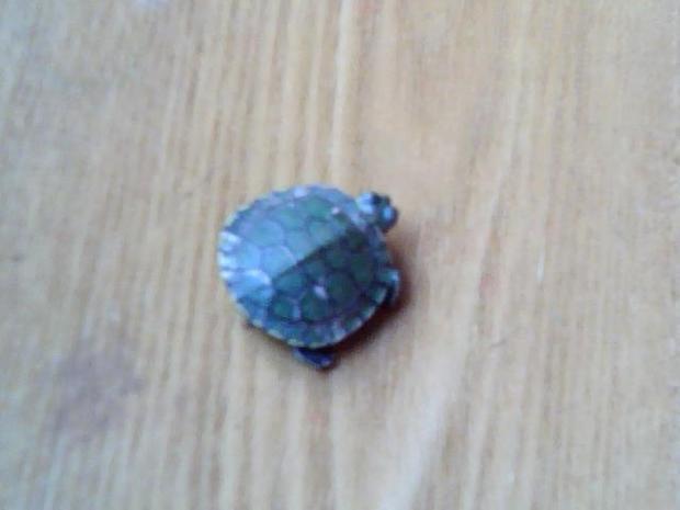 小巴西龟的壳上有小白点怎莫办 还能吃能喝 怎