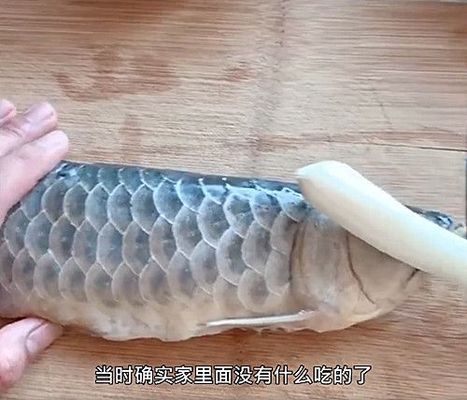 生態(tài)魚缸哪個(gè)品牌好 水族問答