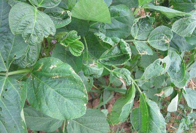 农民购买了除草剂,打过之后出现药害,能找农资