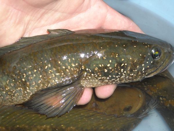 我今天在从化,的河里钓到一条有舌头伸得很长