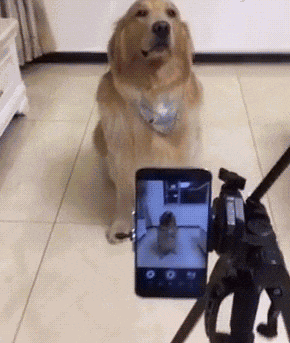 来毛毛主人给你来个自拍,要保持微笑哦