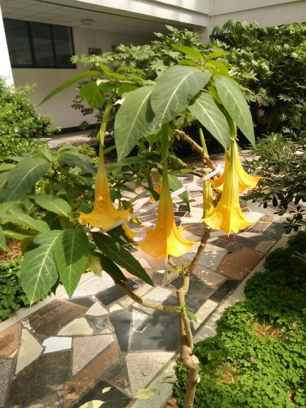 这些是烟台大学环境与材料学院里的一些植物,