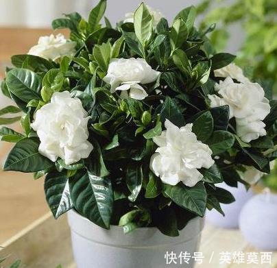 栀子花“只长叶”不开花先放对位置,再浇1种水,花苞冒出来 九州城娱乐网备用网址