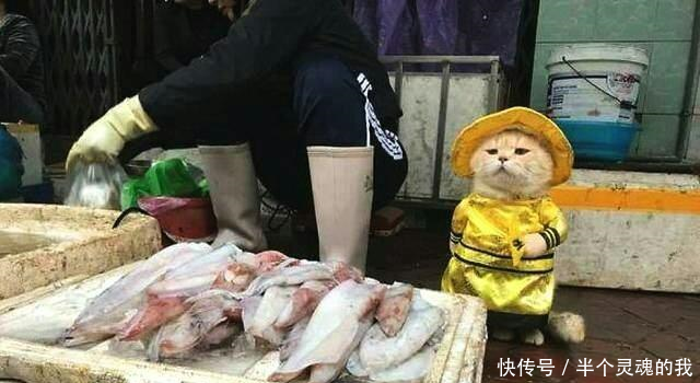 喵星人卖鱼有模有样,忧伤小表情加穿衣1网红追债表情包图片